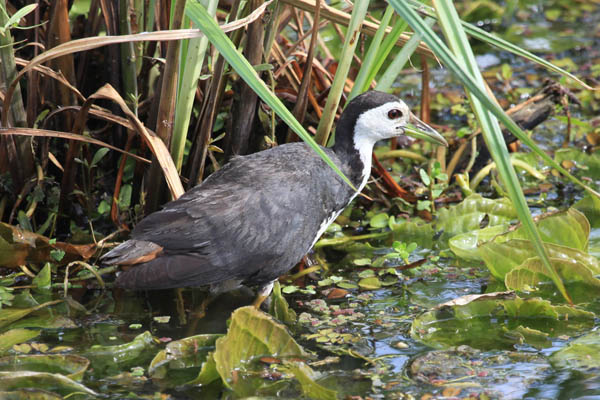 White-breasted Waterhen